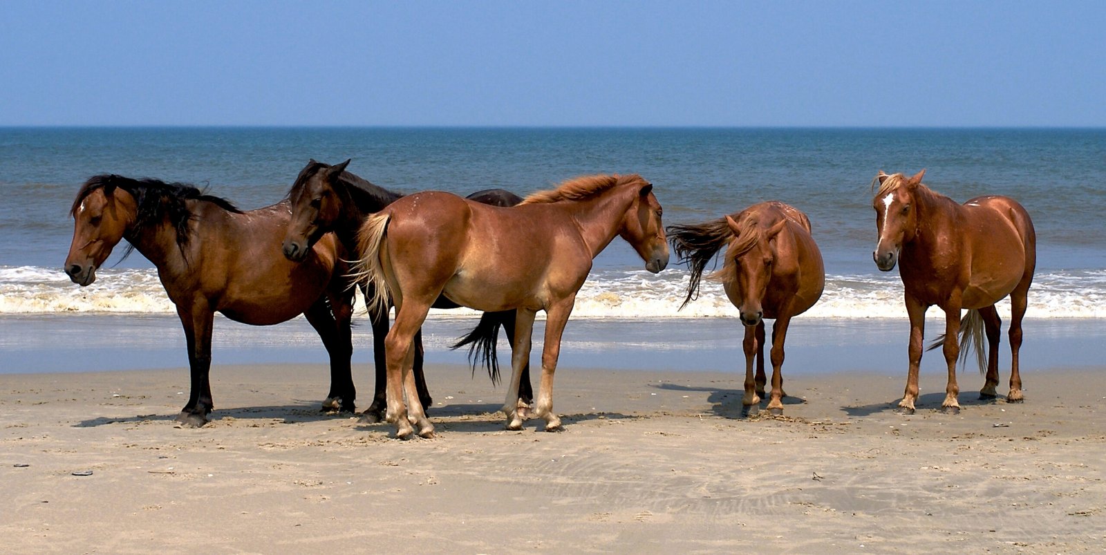 Spanish Mustang: The Wild Spirit (image credits: wikimedia)