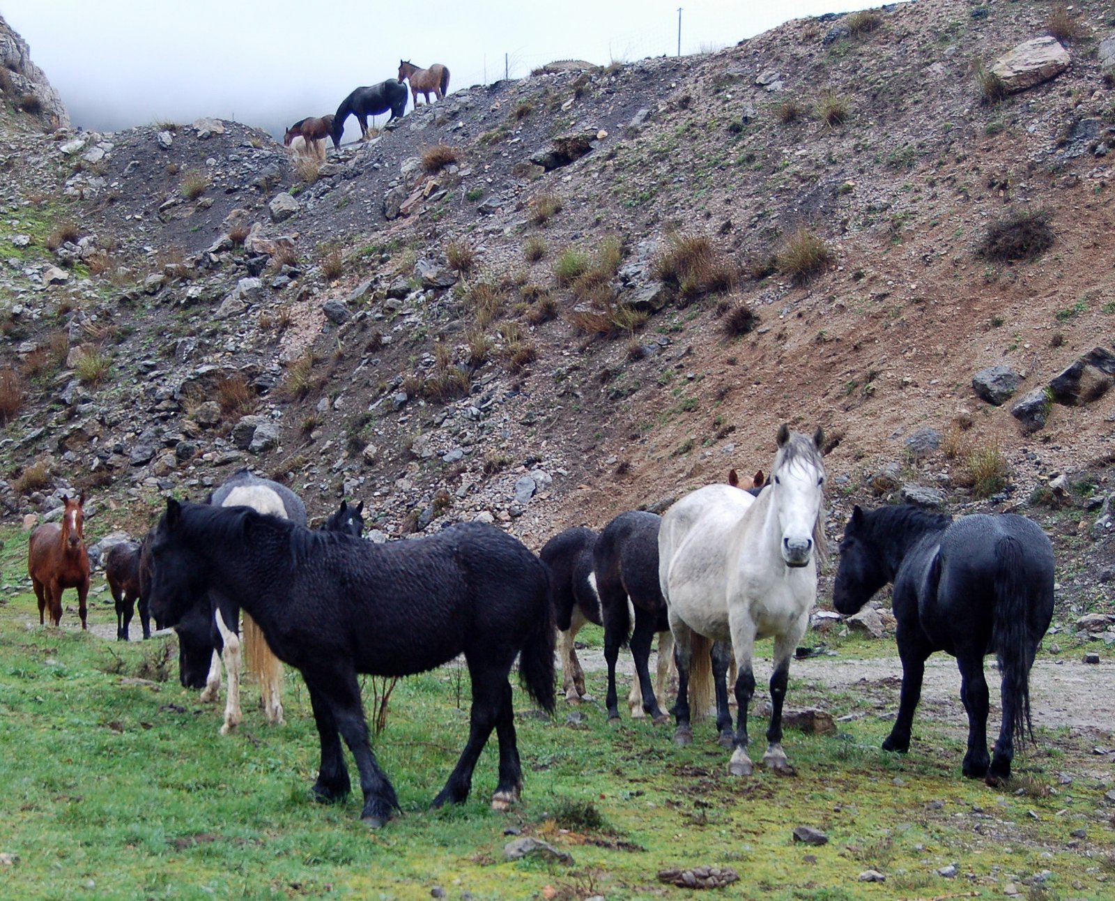 Asturcón: The Celtic Charmer (image credits: wikimedia)