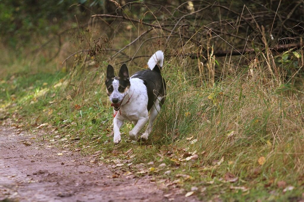 Rat Terrier: The Pint-Sized Dynamo