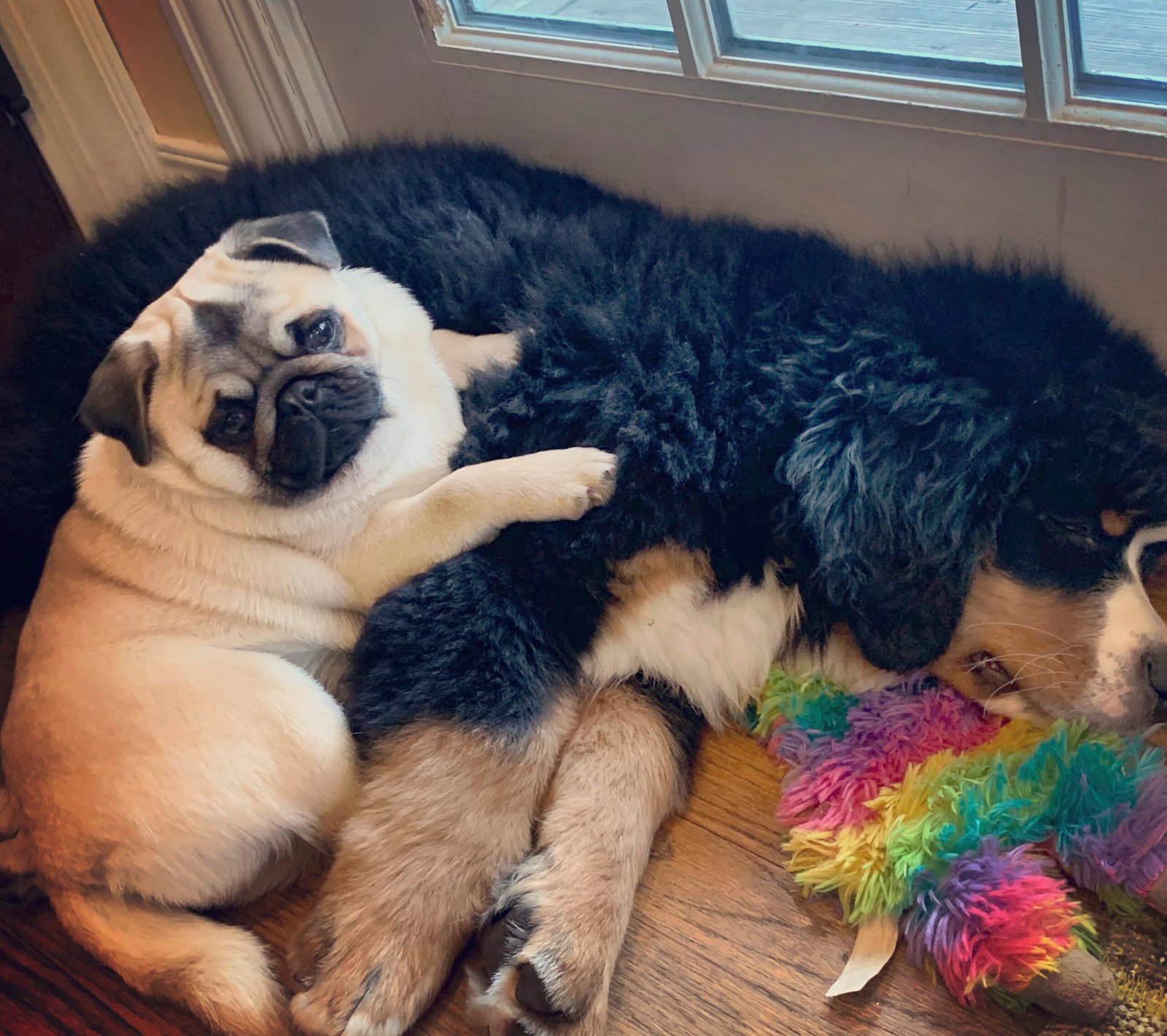 Bernese Mountain Dog: The Gentle Giant (image credits: wikimedia)