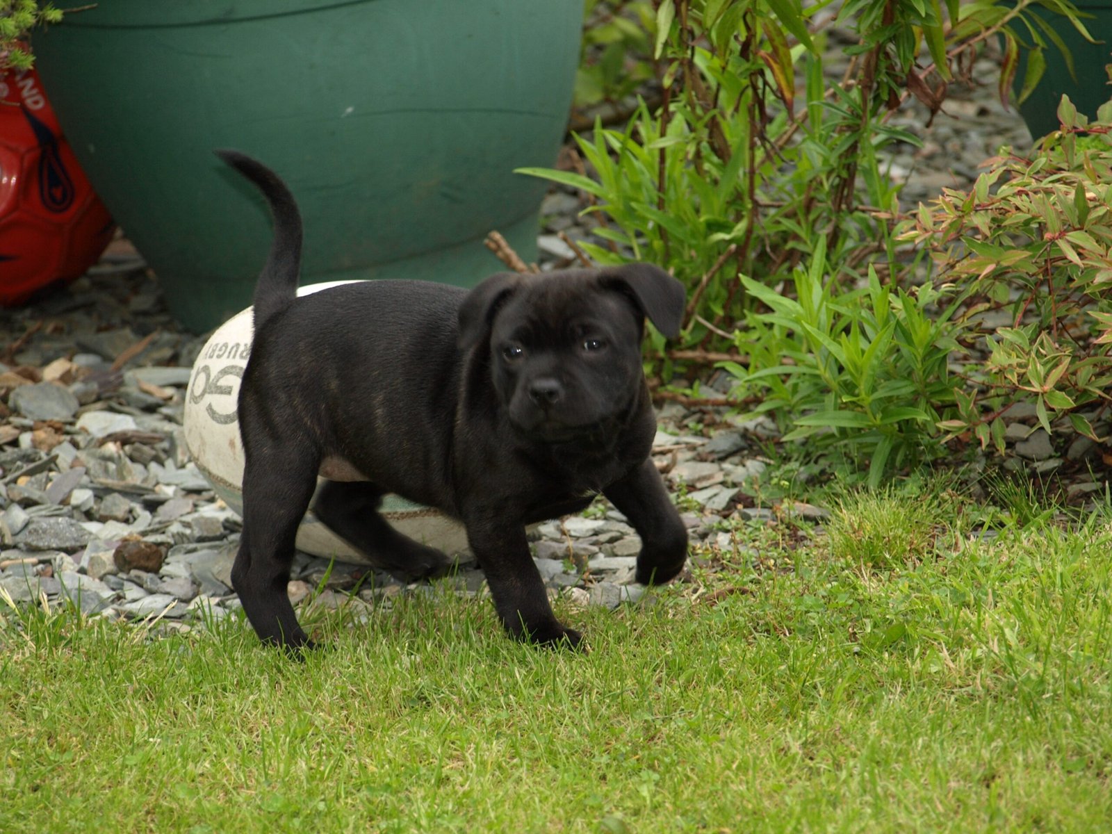 Staffordshire Bull Terrier: The Loyal Buddy (image credits: wikimedia)