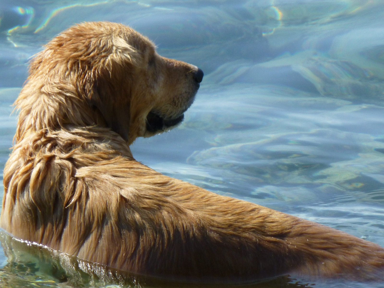 Golden Retriever (image credits: wikimedia)