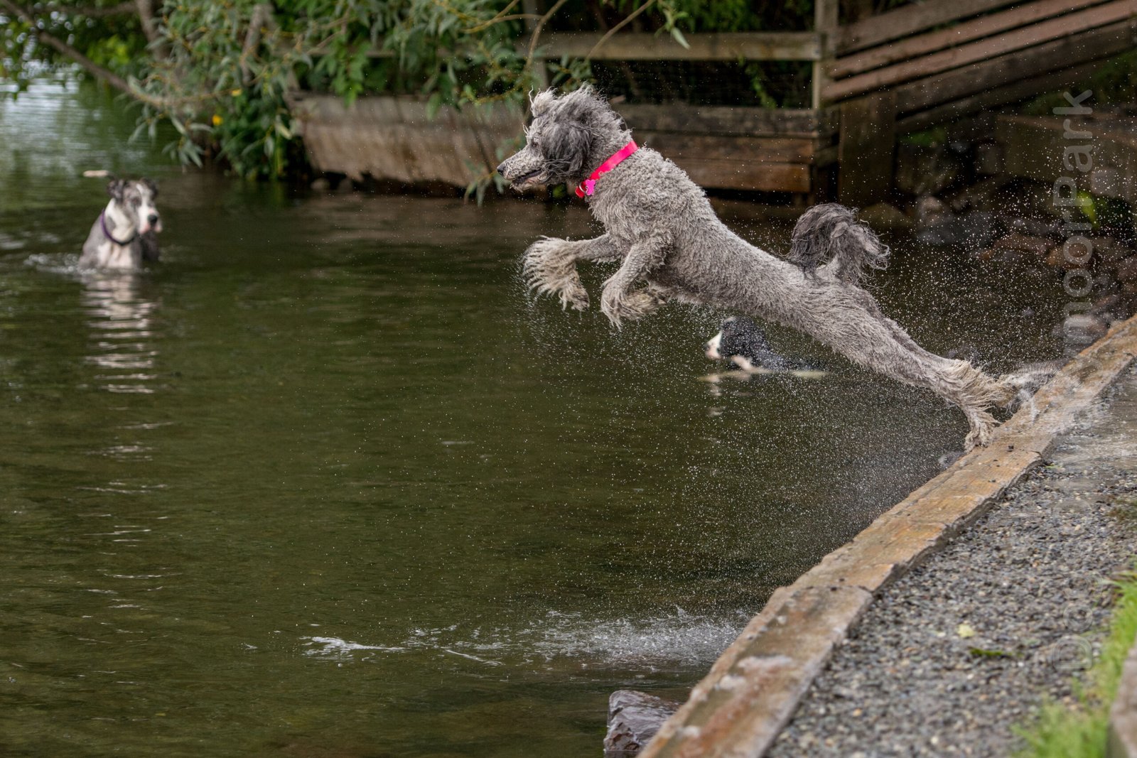 Standard Poodle (image credits: wikimedia)