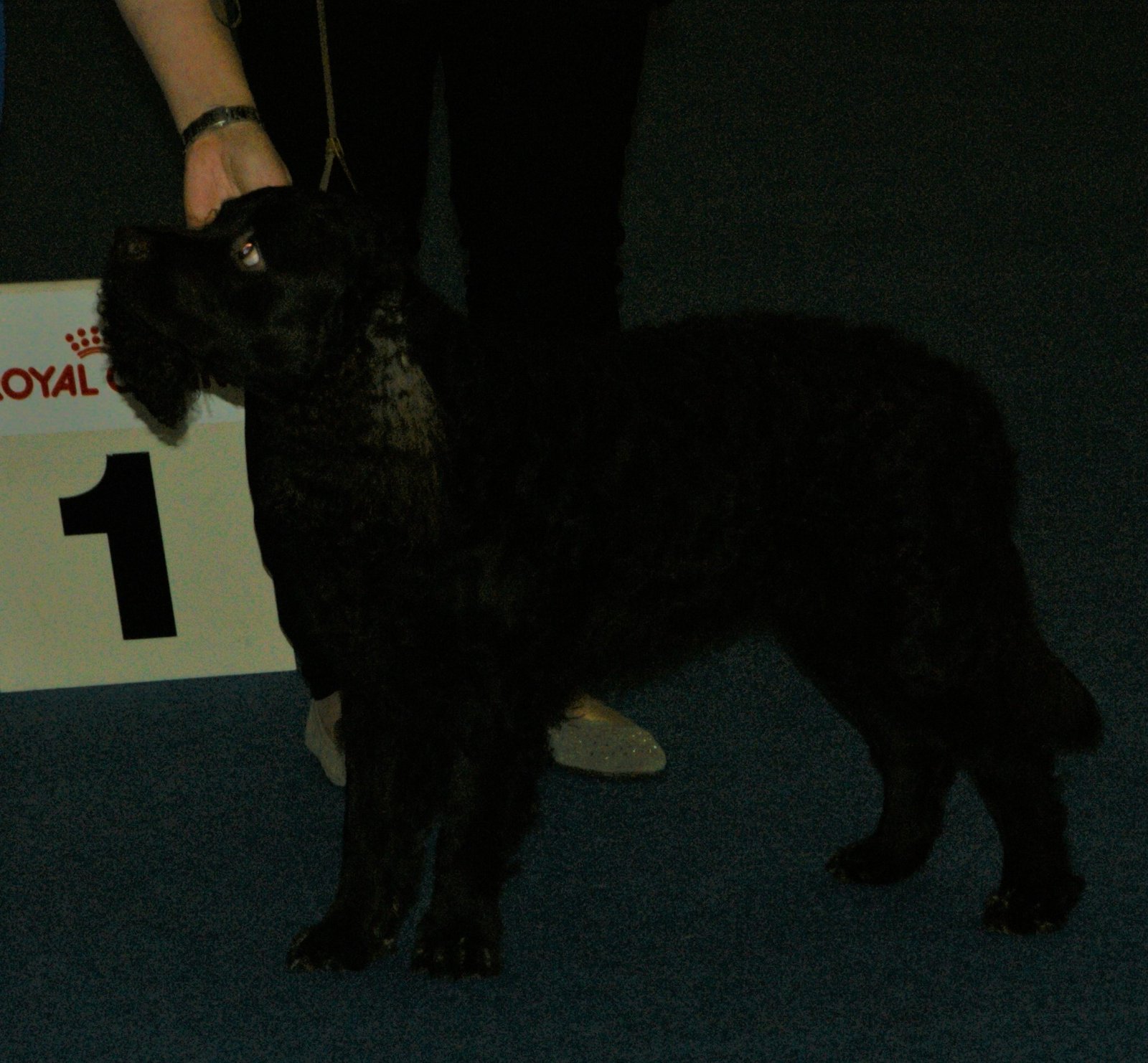American Water Spaniel (image credits: wikimedia)