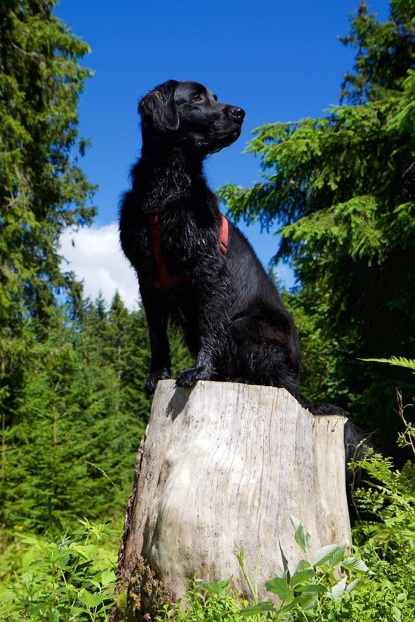 Flat-Coated Retriever (image credits: pixabay)