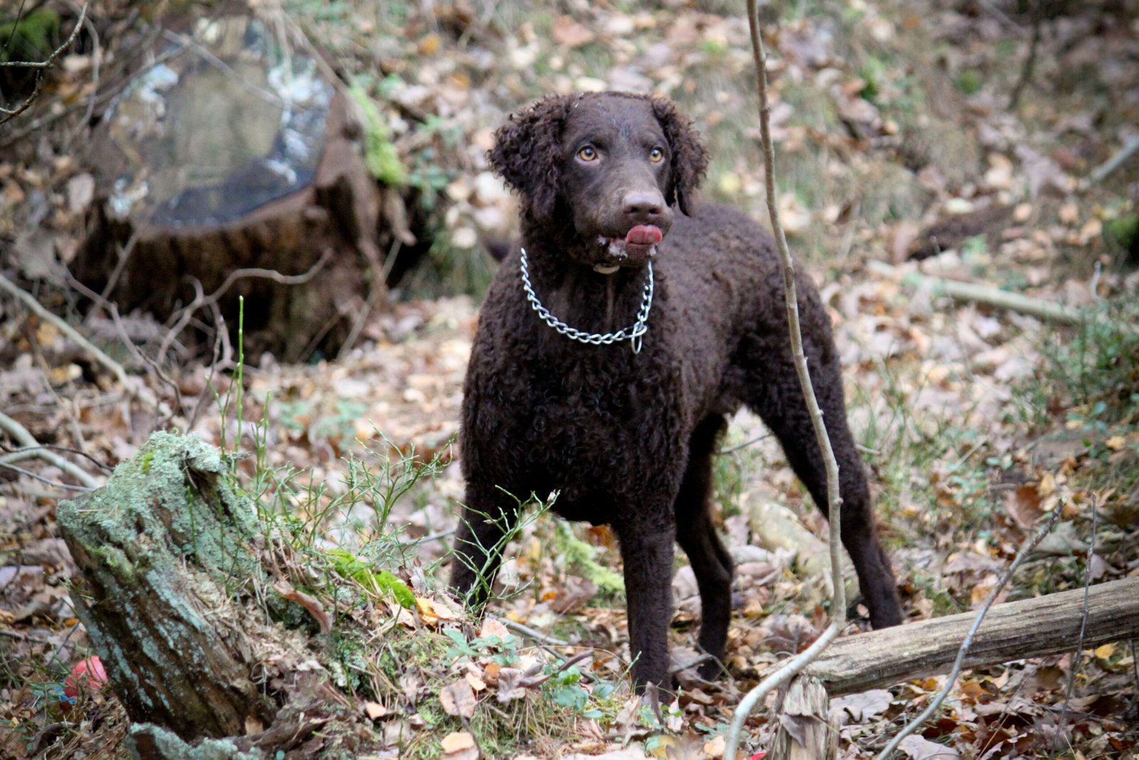 Curly-Coated Retriever (image credits: wikimedia)