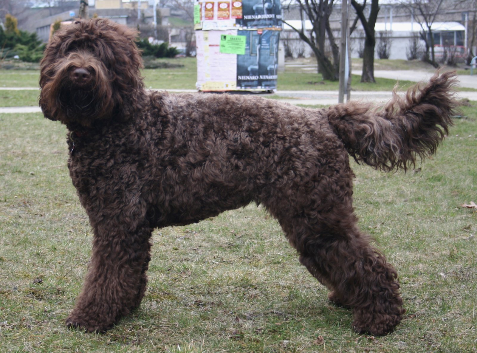 Barbet (image credits: wikimedia)