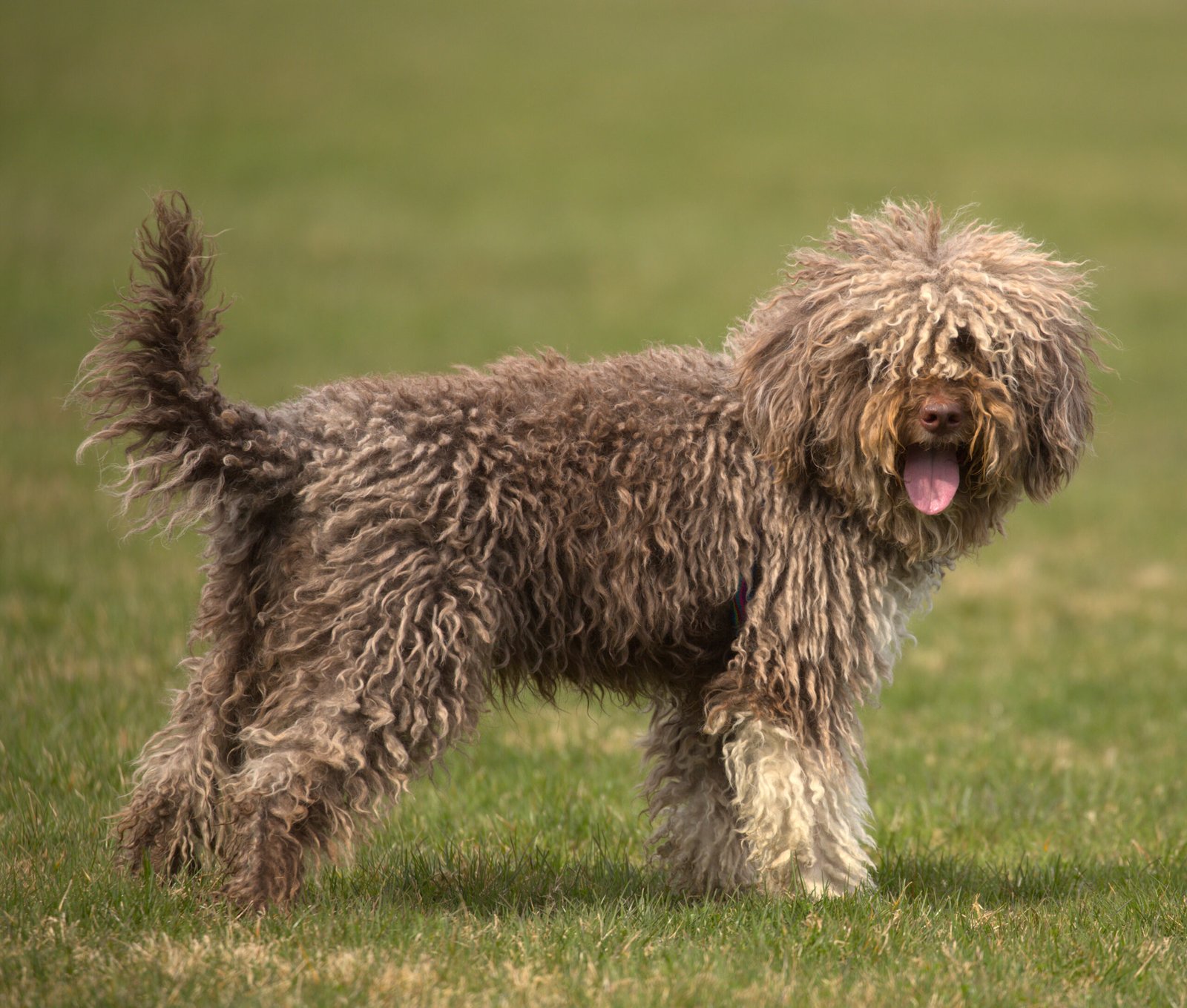 Lagotto Romagnolo (image credits: wikimedia)
