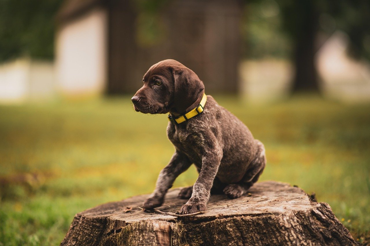 German Shorthaired Pointer (image credits: pixabay)