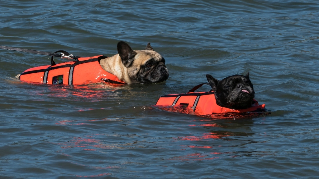 Safe Water Fun: Tips for Enjoying Water with Your Dog (image credits: rawpixel)