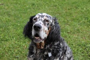 20 Dog Breeds That Are Obsessed with Water (And Safe Ways to Enjoy It)