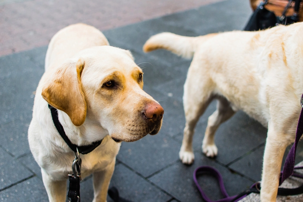 The Full-Body Wiggle Welcome (image credits: rawpixel)