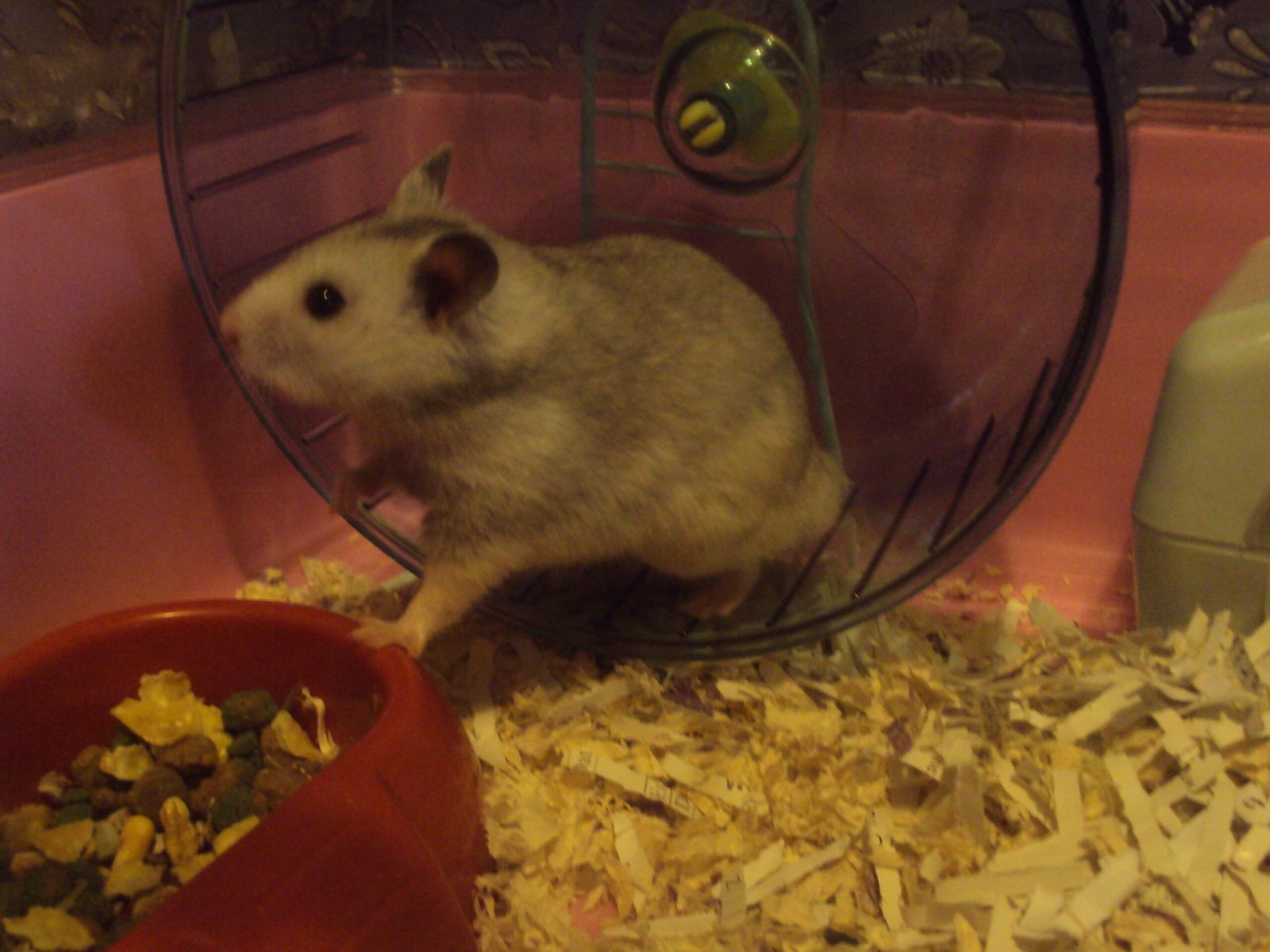 Hamster Wheels: Not Just for Fun (image credits: wikimedia)