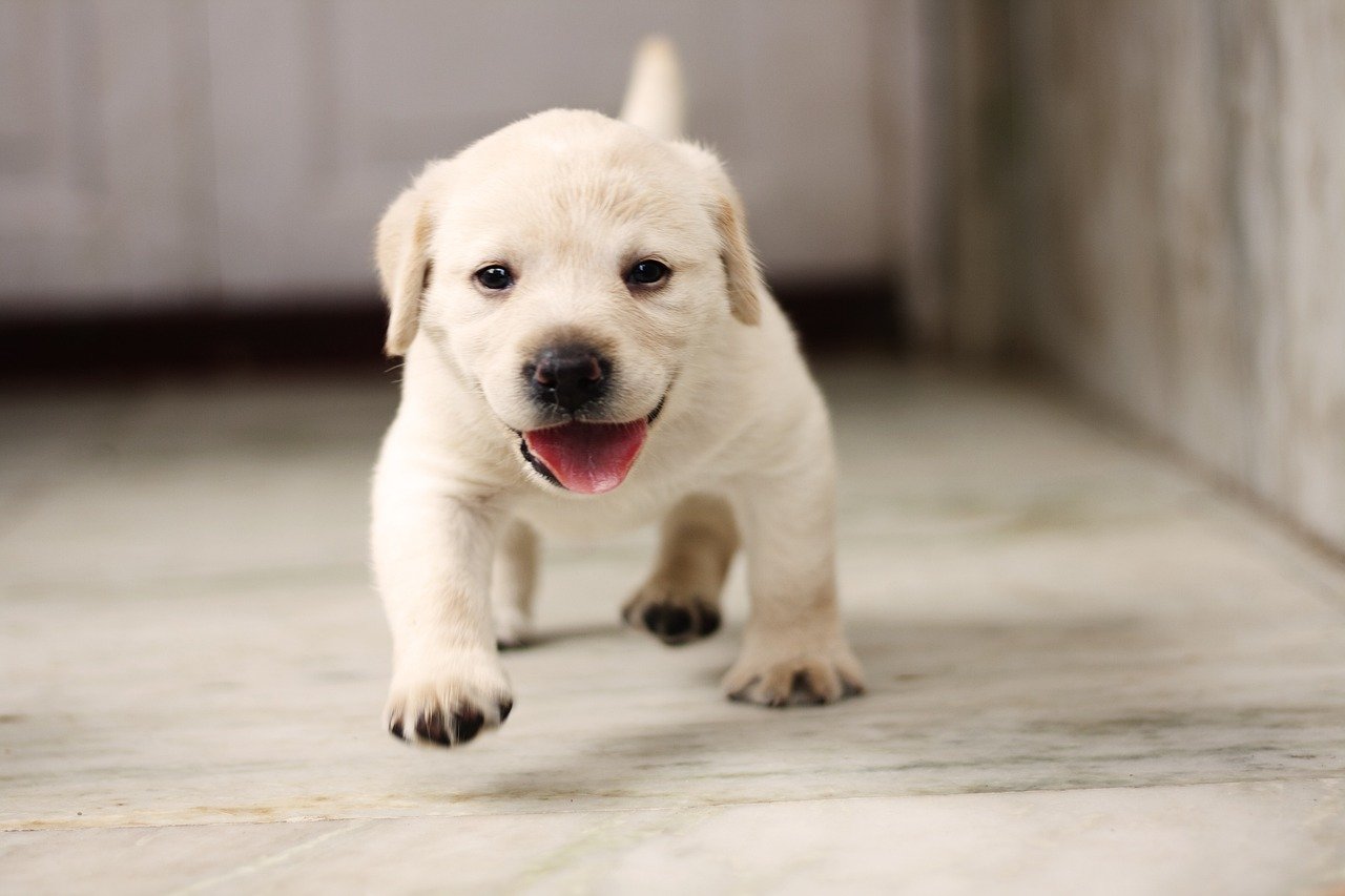 Endless Puppy Energy (image credits: pixabay)