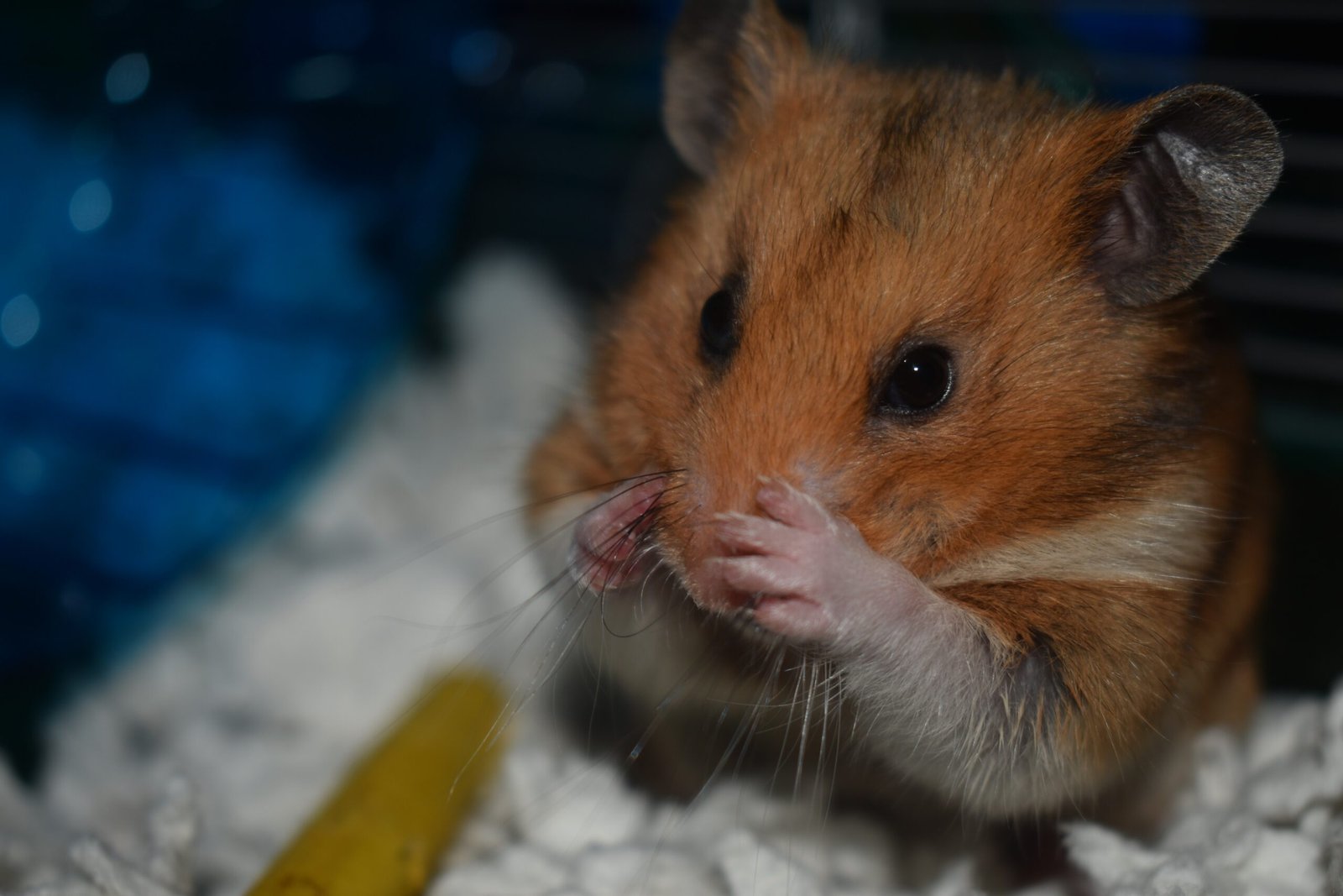Extreme Cleanliness: The Hamster Bath Myth (image credits: wikimedia)
