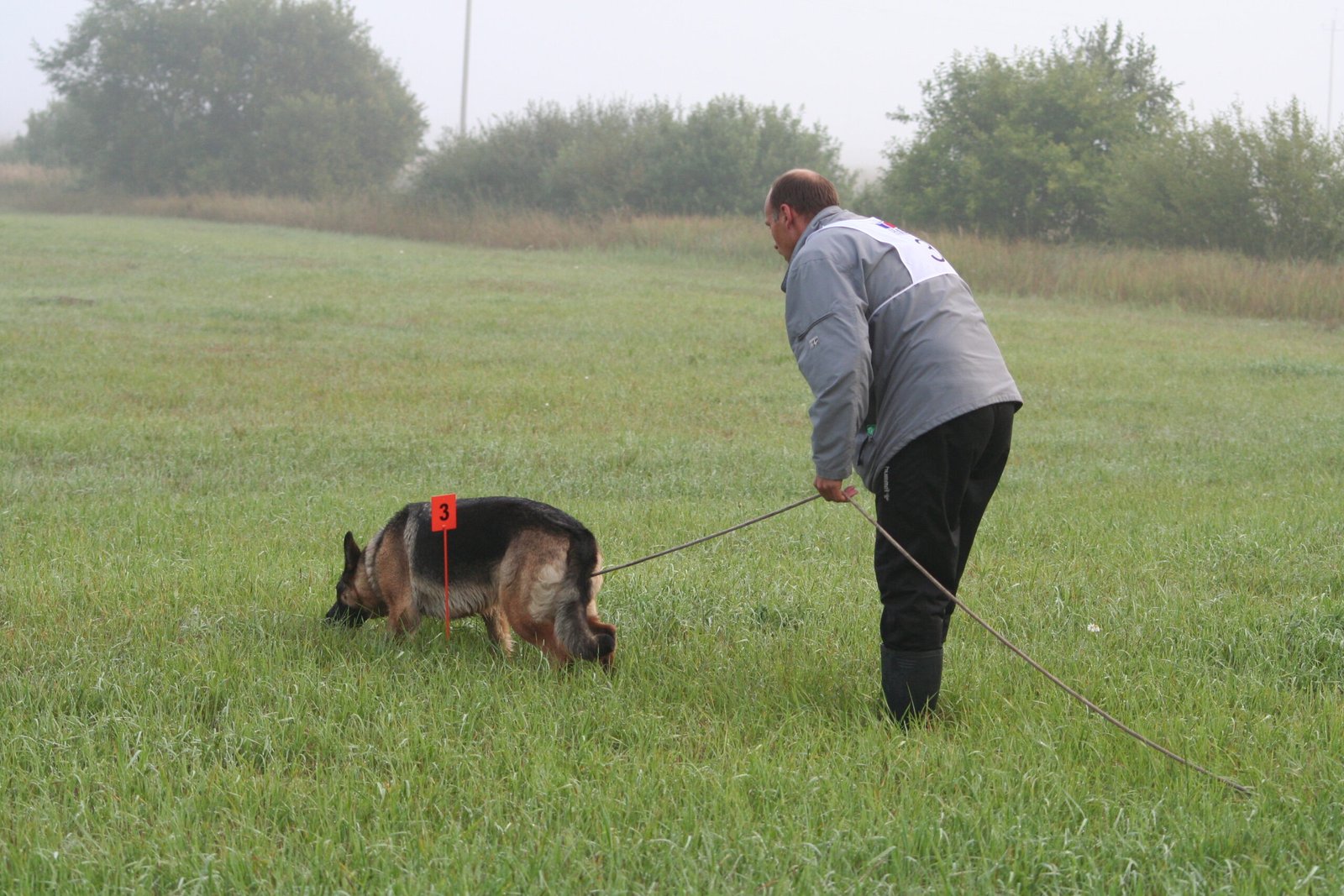 German Shepherd: The Versatile Detective (image credits: wikimedia)
