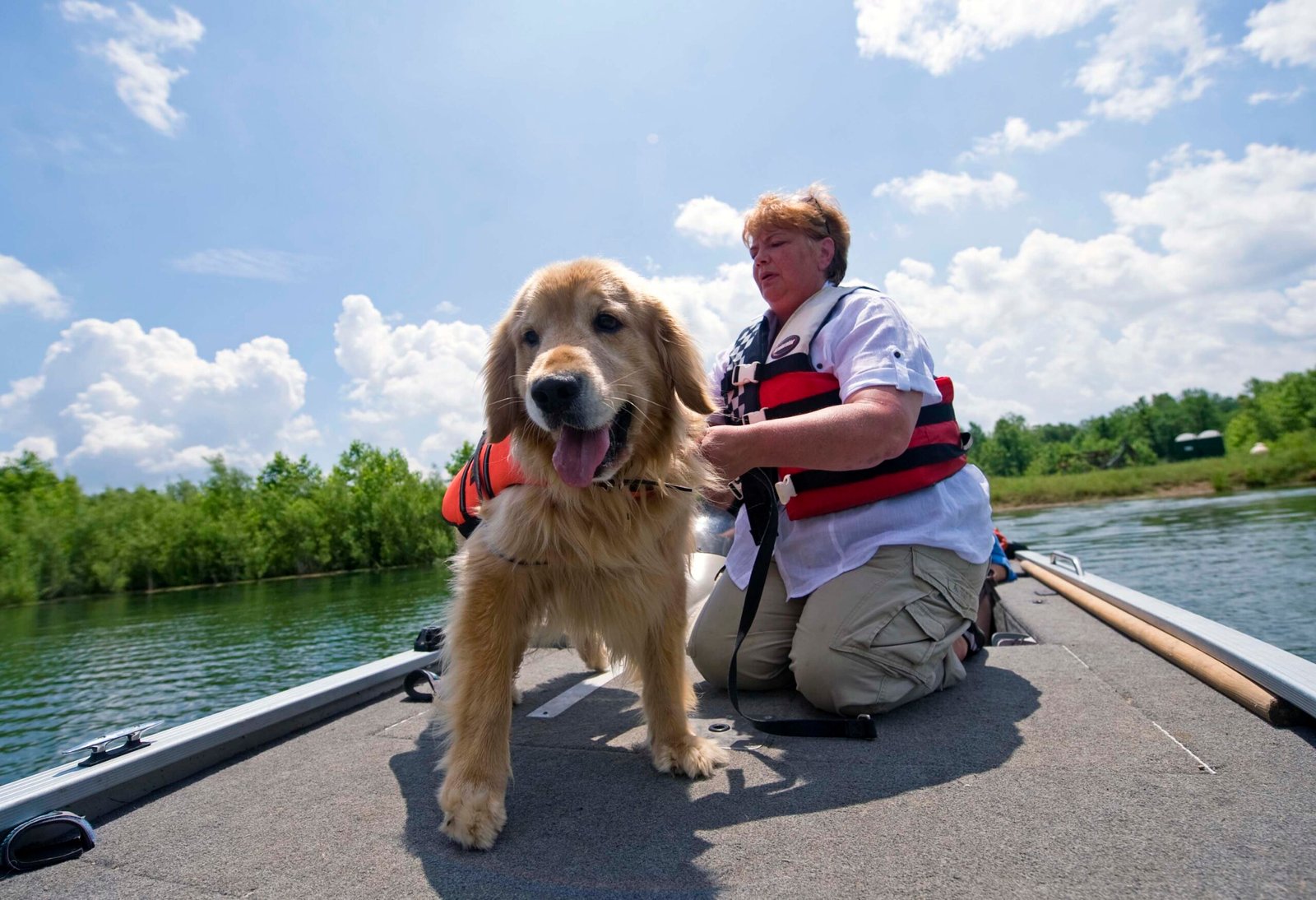 Golden Retriever: The Kind-Hearted Tracker (image credits: wikimedia)