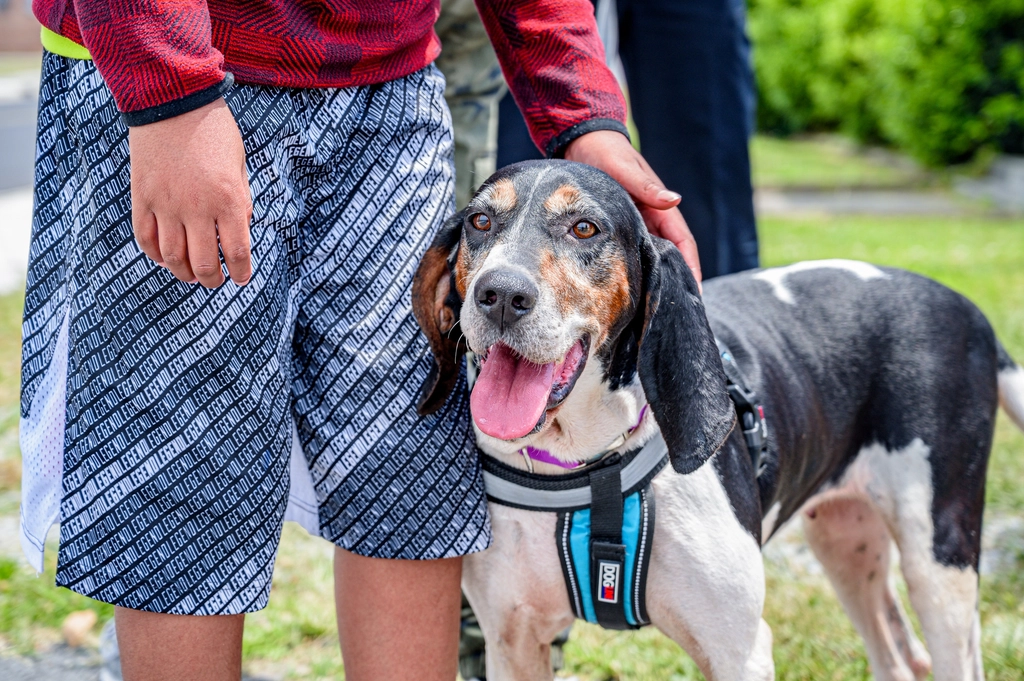 Coonhound: The Nighttime Navigator (image credits: rawpixel)