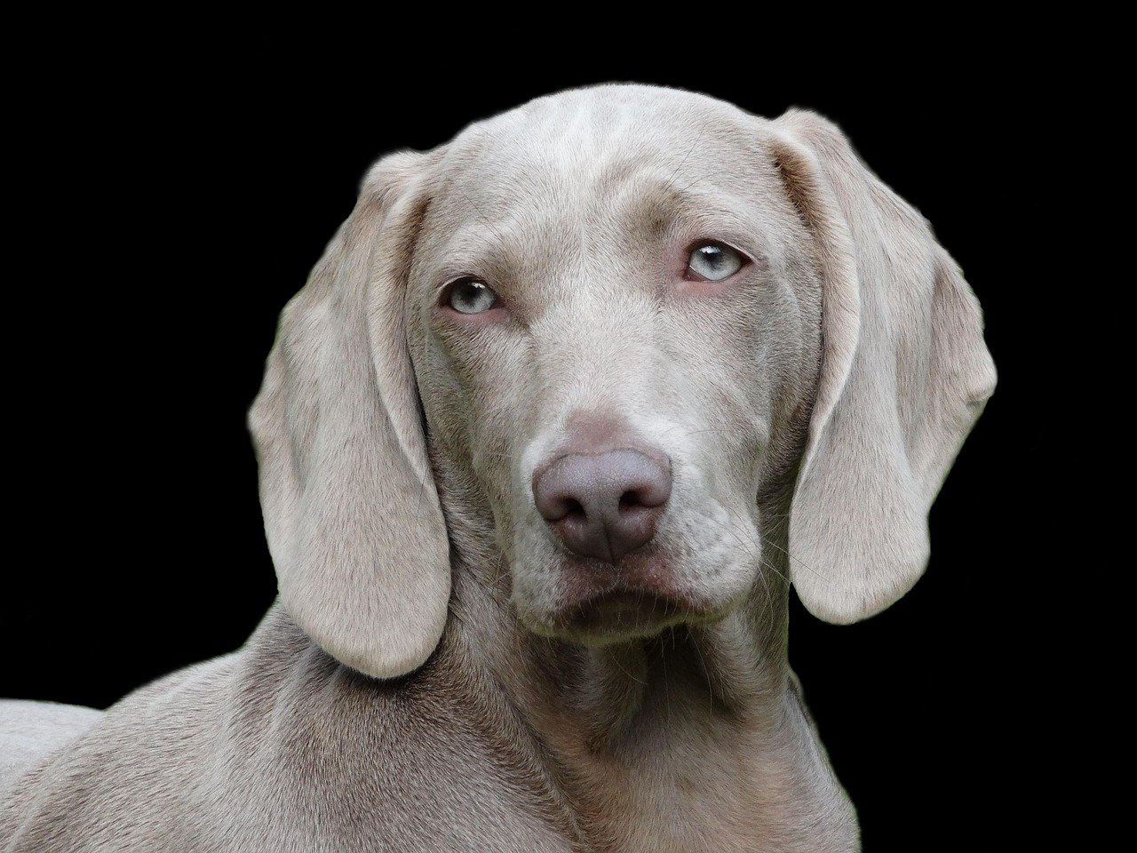 Weimaraner: The Silver Shadow (image credits: pixabay)