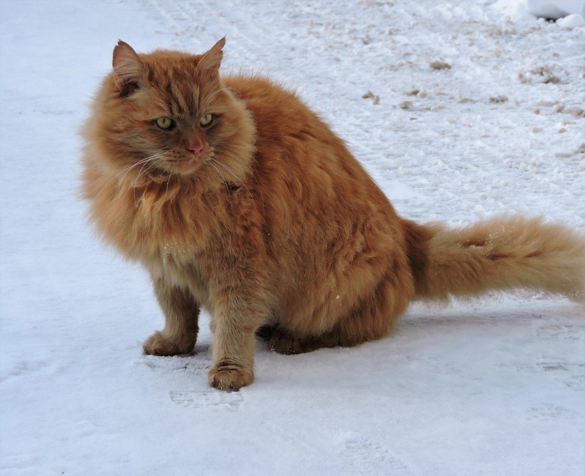 Siberian: The Russian Snow Survivor (image credits: wikimedia)