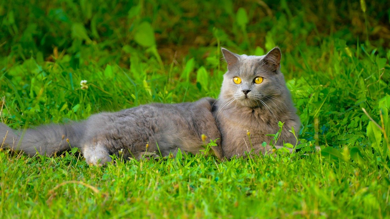 Chartreux: The French Blue Resister (image credits: pixabay)