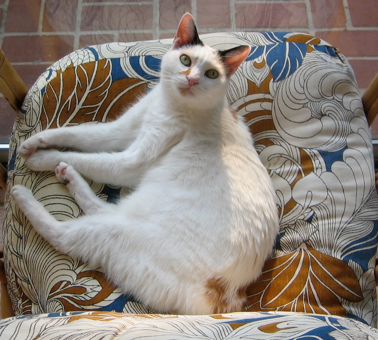 Japanese Bobtail: The Lucky Explorer (image credits: wikimedia)
