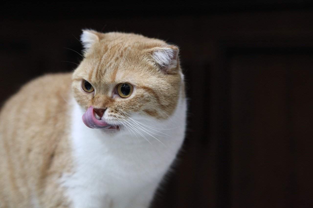 Scottish Fold: The Calm in the Storm (image credits: pixabay)
