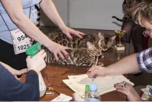 12 Amazing Cat Breeds That Can Survive Anything