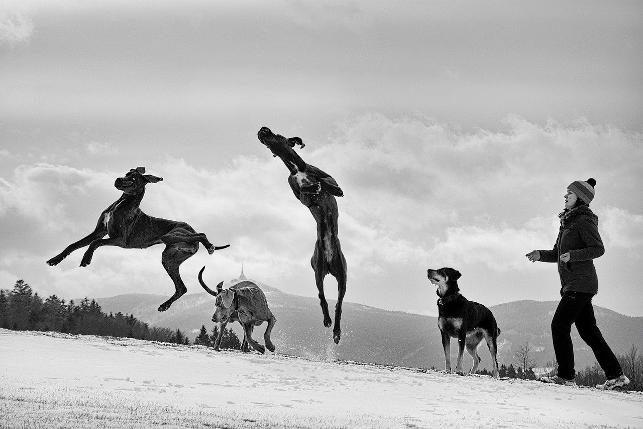 Attention Seekers: The Great Dane’s Social Side (image credits: pixabay)