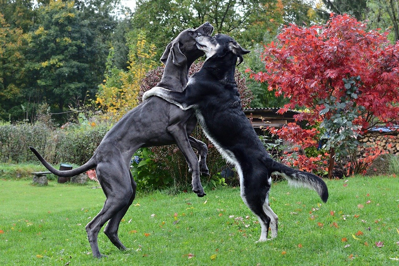 Copycat Behavior: Learning from Smaller Siblings (image credits: pixabay)