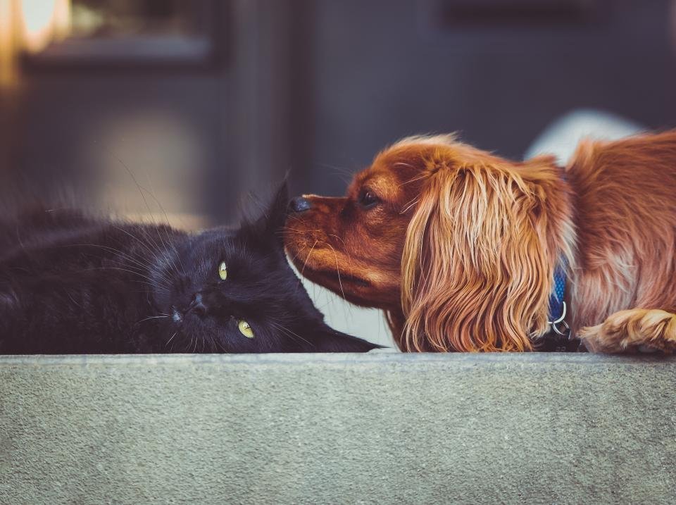 Other Animals in the House (image credits: stocksnap)