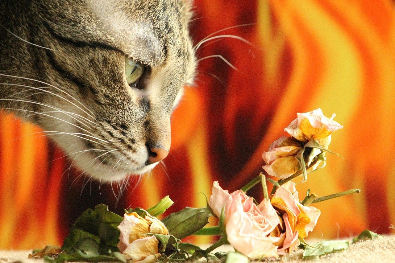 Scented Candles, Perfumes, and Cleaning Products (image credits: pixabay)