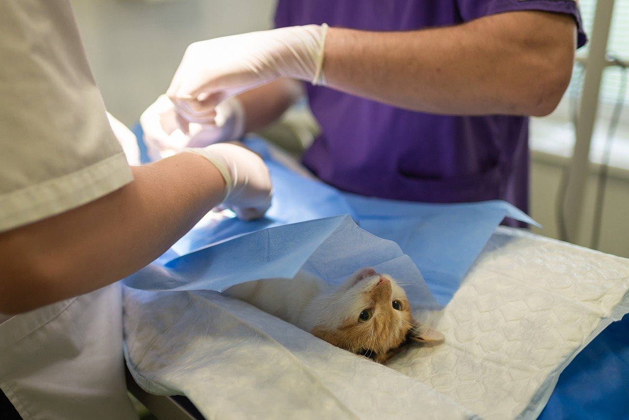 Trips to the Veterinarian (image credits: pixabay)