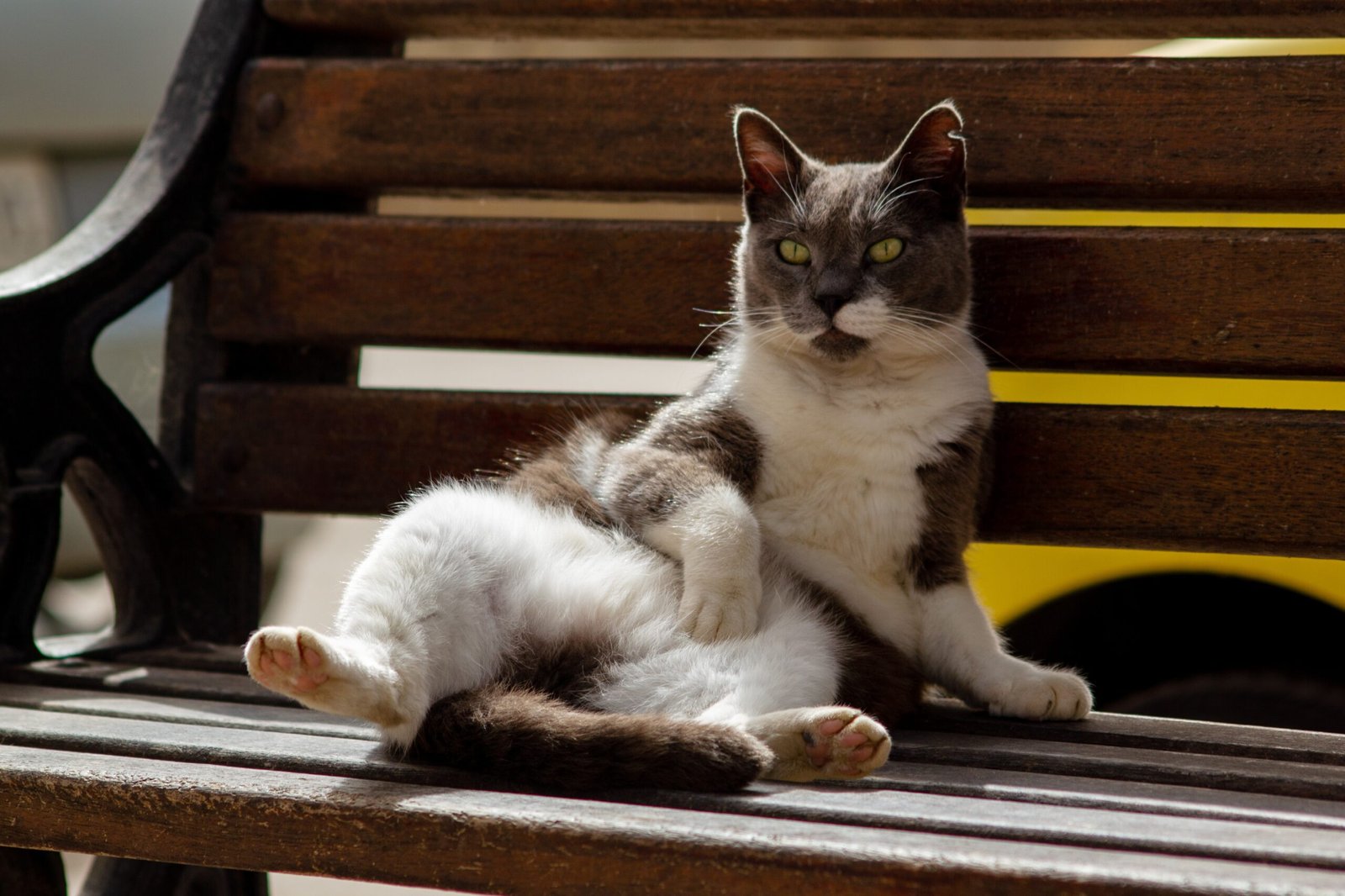 5 Ways to Calm Your Cat Instantly (image credits: wikimedia)