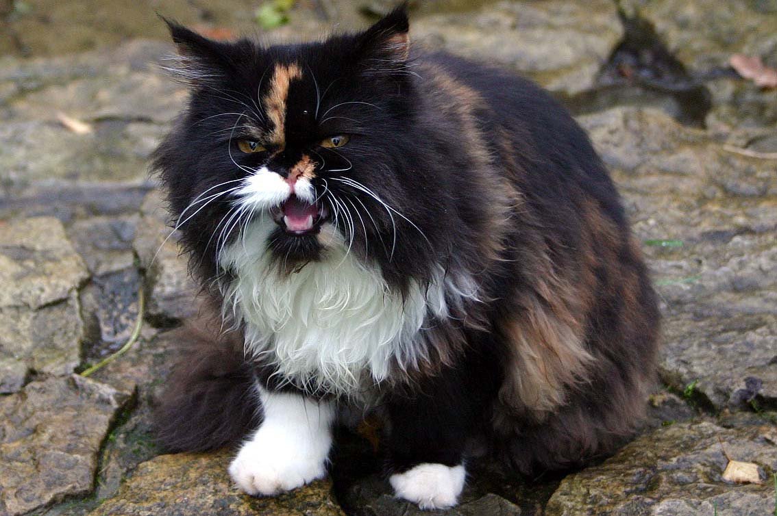 That Signature Face: Why Persians Look So Unique (image credits: wikimedia)