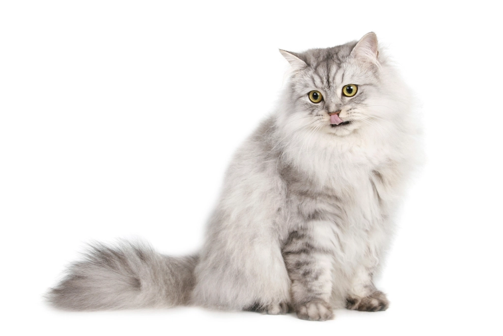 Living With a Persian: What to Expect Every Day (image credits: rawpixel)