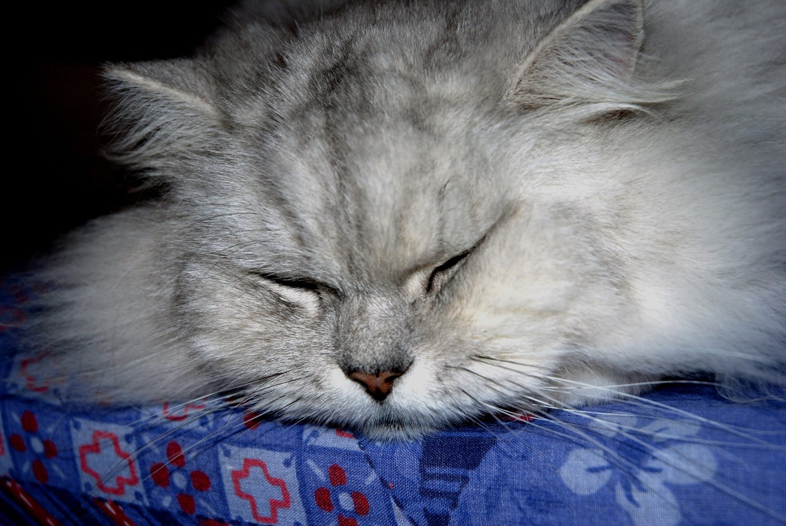 Perfect for Apartment Living (image credits: wikimedia)