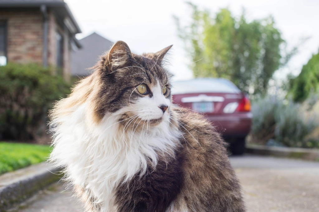 The Persian’s Enduring Appeal (image credits: rawpixel)