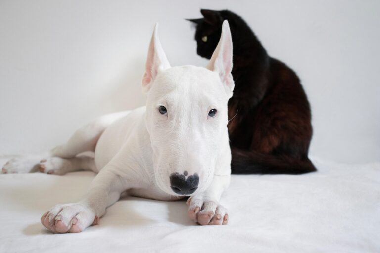 Bull Terrier Boldness Matches Owners With Big Personalities