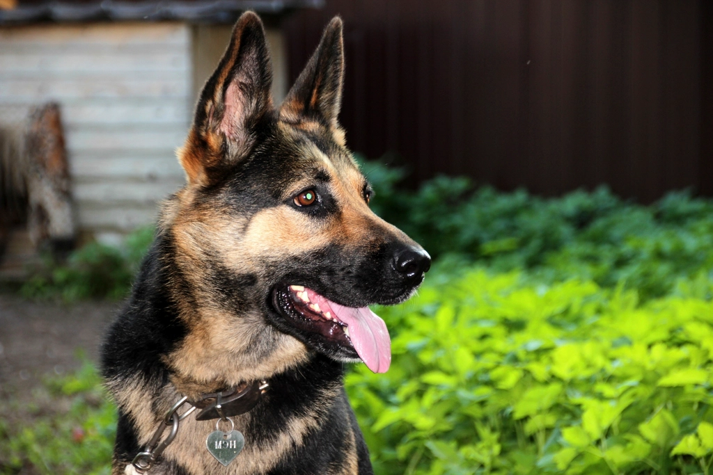 Patrolling the Perimeter: Their Daily Routine (image credits: rawpixel)