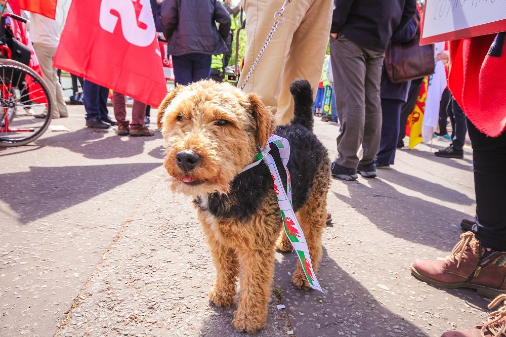 What If Your Dog Doesn’t Stare? (image credits: wikimedia)