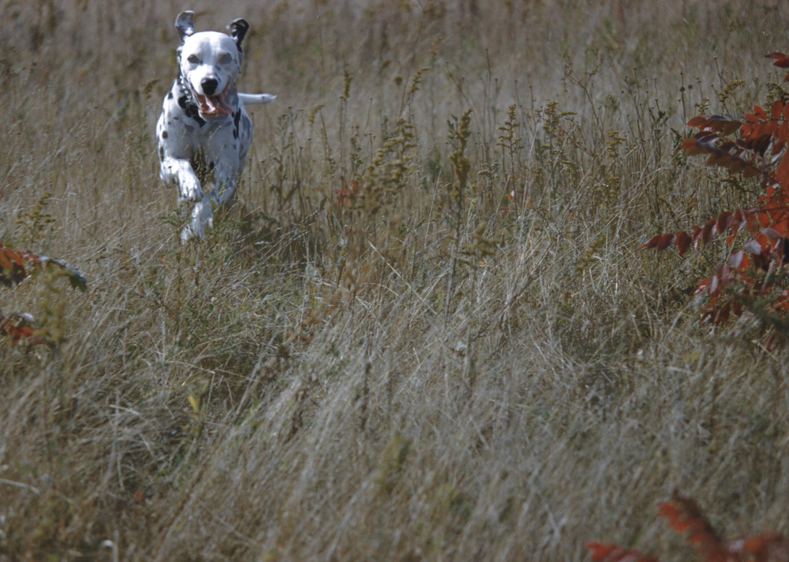 Born to Run: The Athletic History Behind the Spots (image credits: wikimedia)