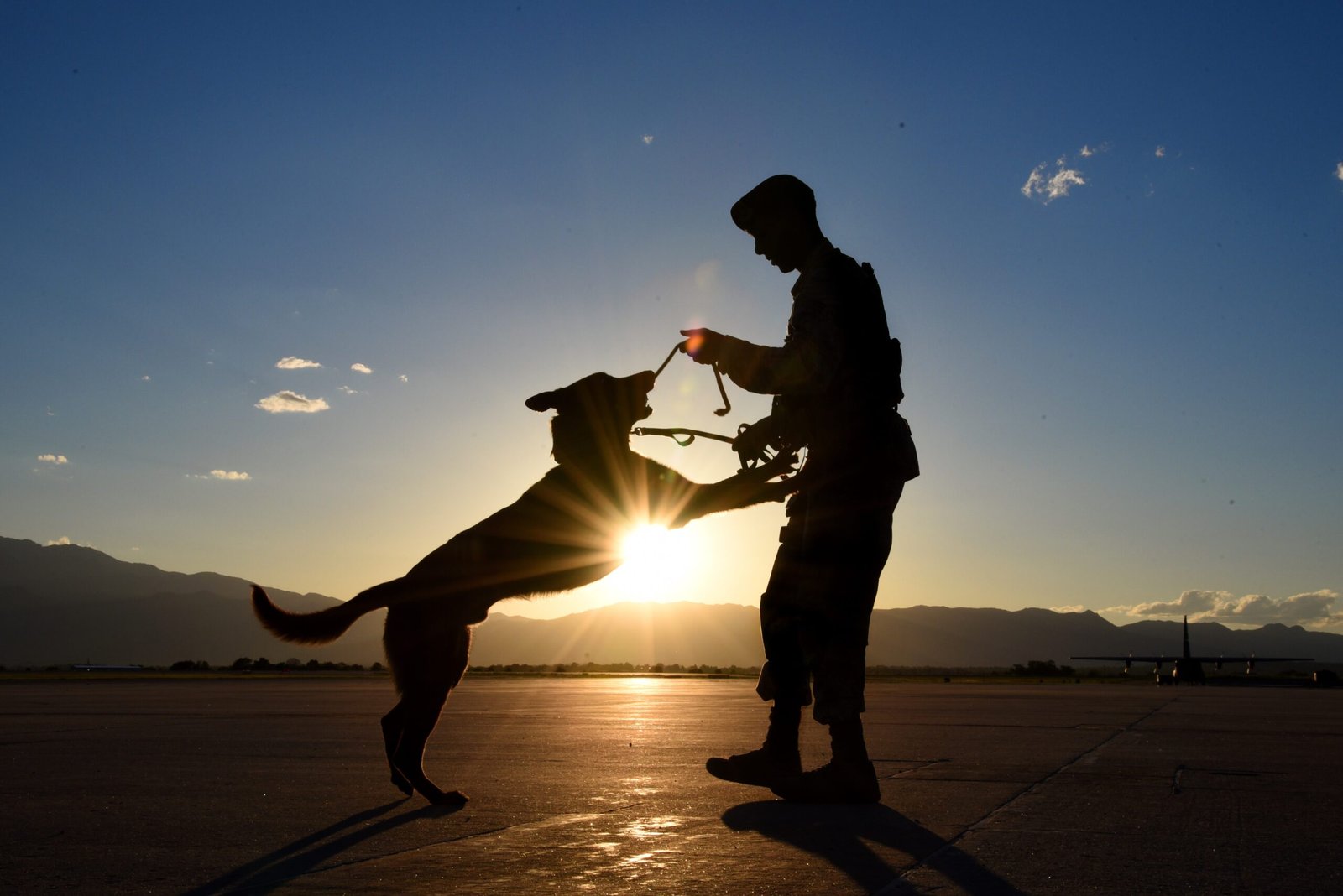 Keeping Minds Sharp: Mental Stimulation for Older Dogs (image credits: wikimedia)