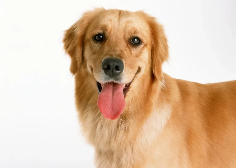 Is Your Dog Secretly Judging You? 10 Signs Your Pup Might Be the Boss of the House