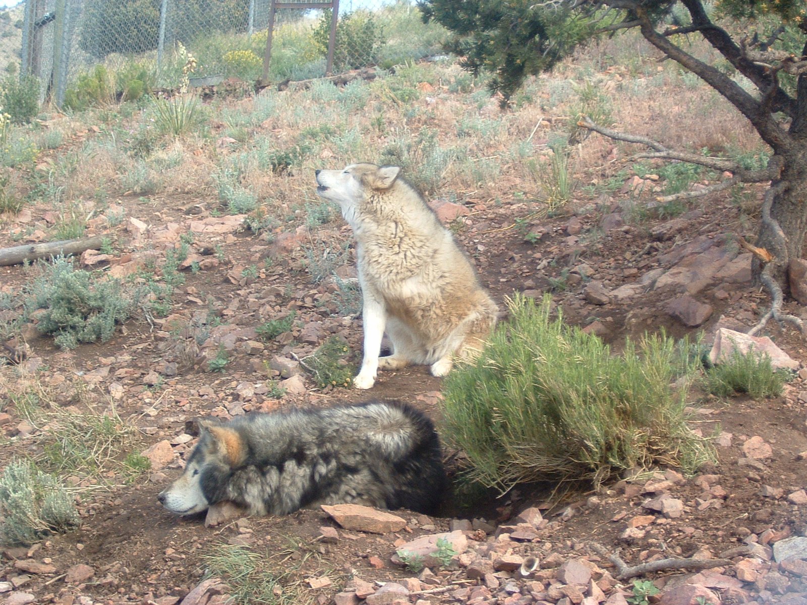 The Classic Husky Howl: A Symphony of Emotion (image credits: wikimedia)