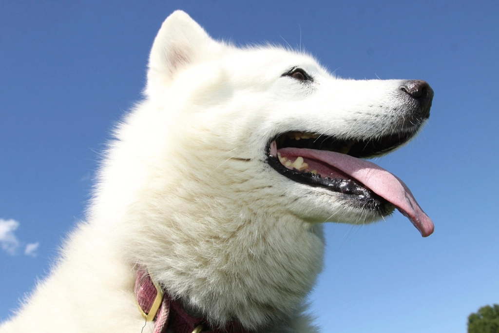 The Husky Smile: Grins That Melt Hearts (image credits: rawpixel)