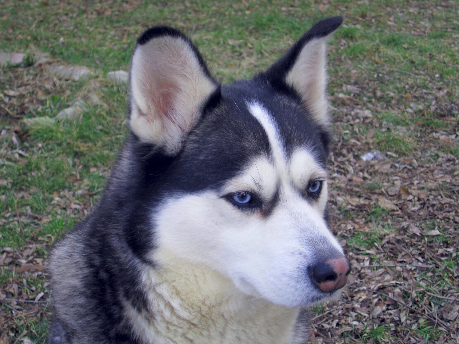 Ignoring Affection: The Aloof Side (image credits: wikimedia)