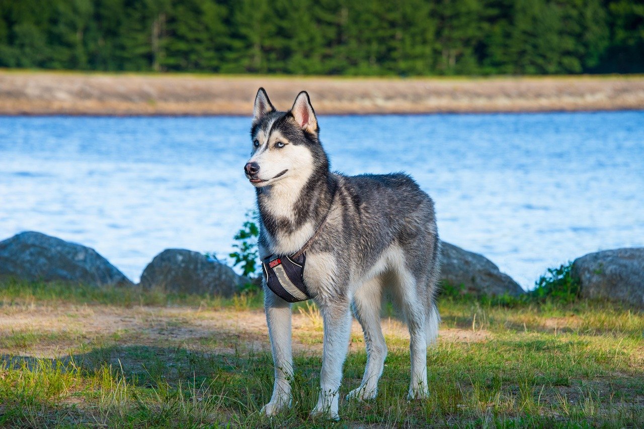Refusing to Come Inside: The Great Outdoor Obsession (image credits: pixabay)