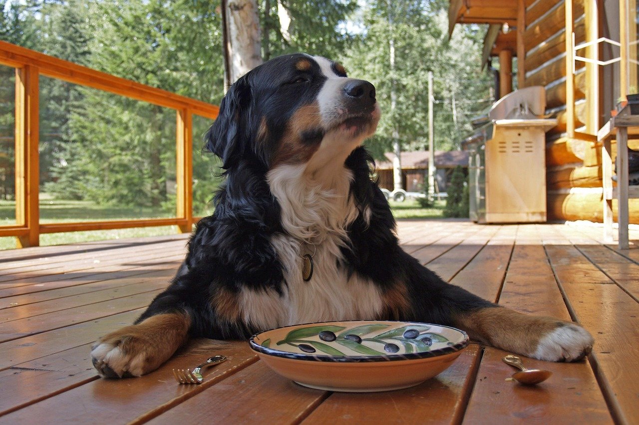Temperament: Calm, Loyal, and Loving (image credits: pixabay)