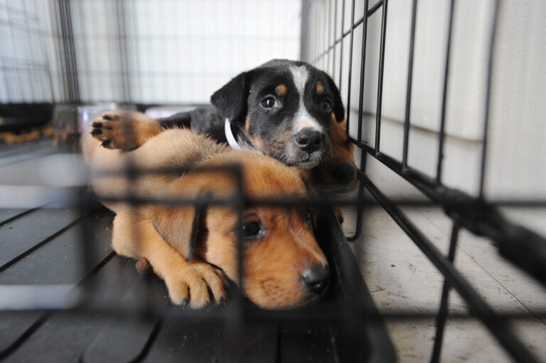 Difficulty Adopting Out “Unadoptable” Dogs